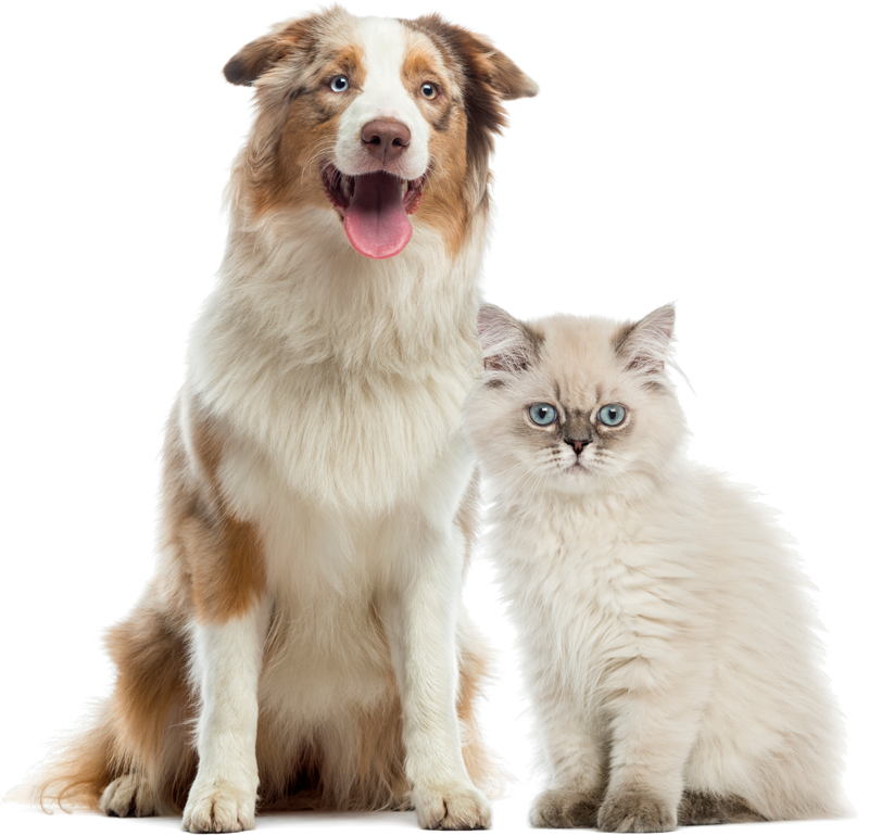 Happy cat and happy dog
